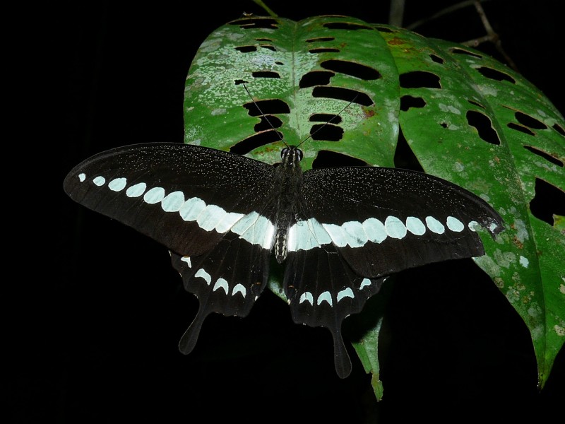 Banded Swallowtail (Papilio demolion) (6707402989)