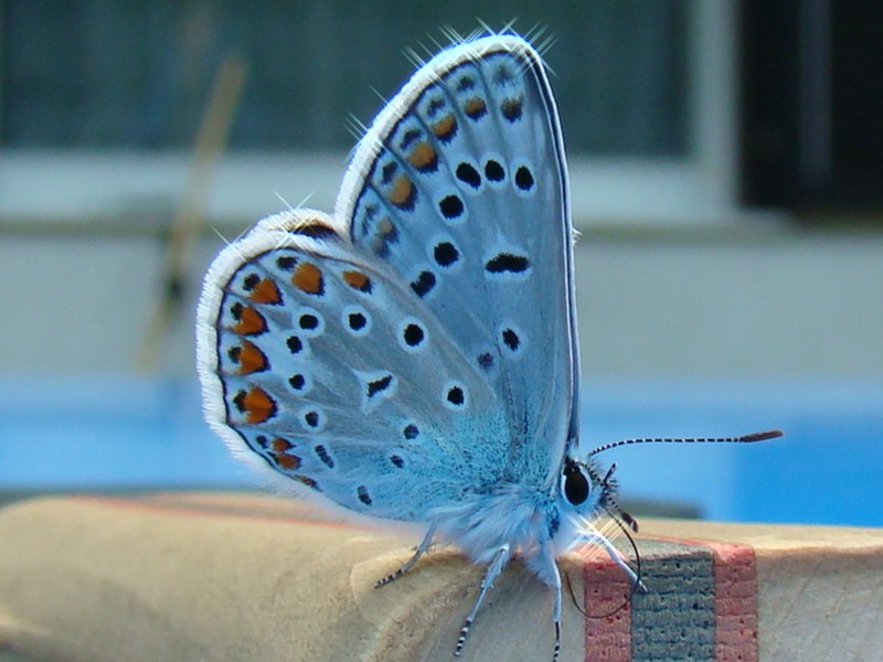 Beautiful butterfly