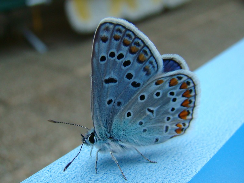 Beautiful butterfly 2 