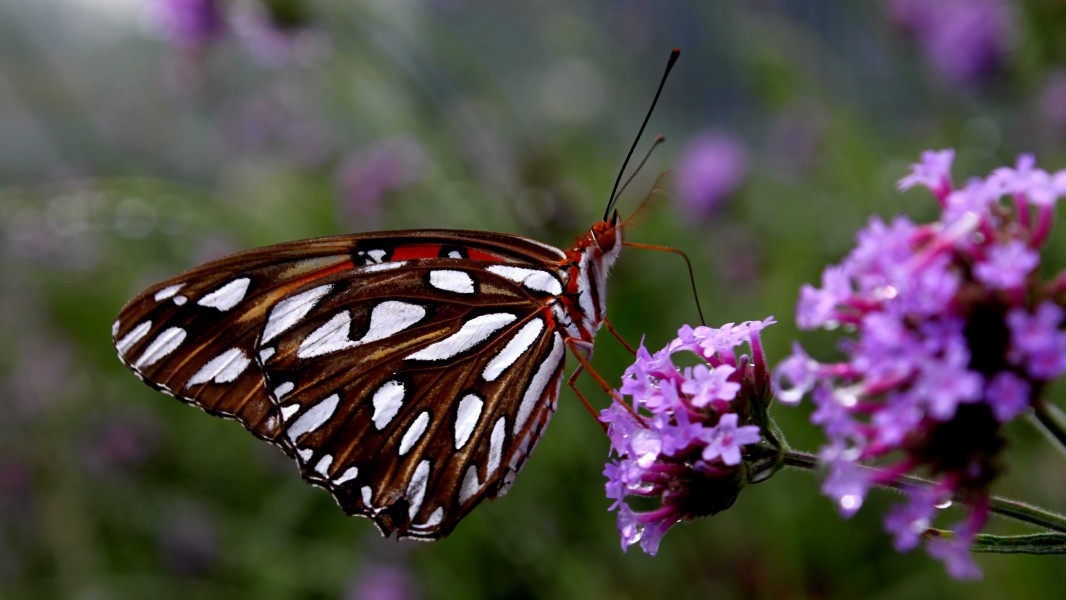 Beutiful Butterfly