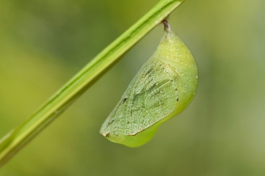 Bicyclus anynana chrysalis 20110126 233123