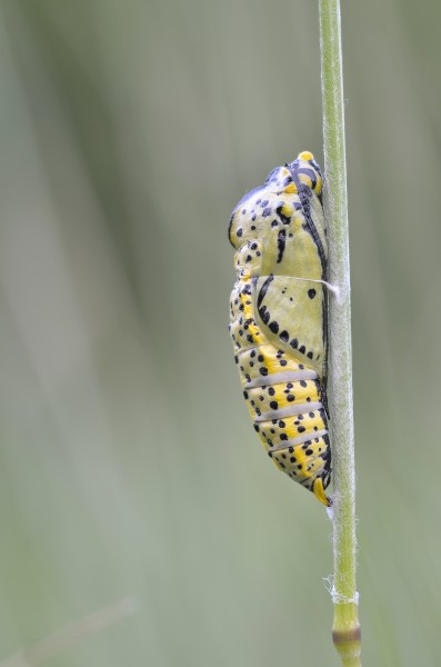 Black-veined White chrysalid (7298248786)