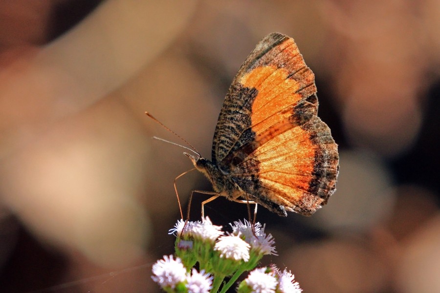 Black and orange (Vanessula milca latifasciata) female underside