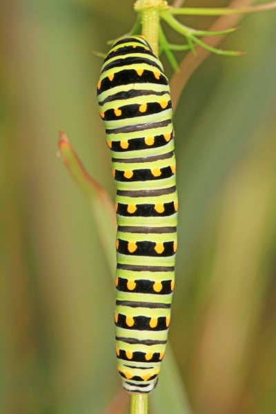 Black Swallowtail - Papilio polyxenes, Soldier's Delight, Owings Mills, Maryland