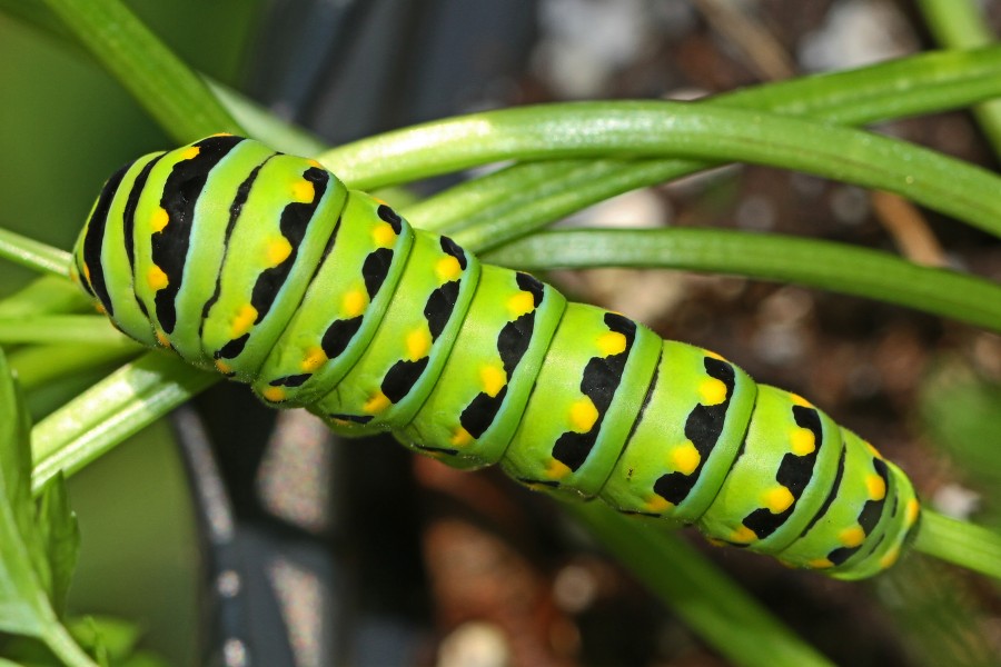 Black Swallowtail caterpillar - Papilio polyxenes, Waterway Farm, Lovettsville, Virginia