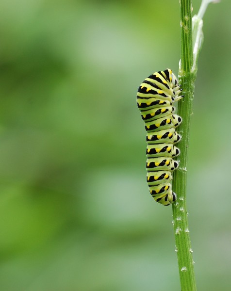 Black Swallowtail Papilio polyxenes Wide