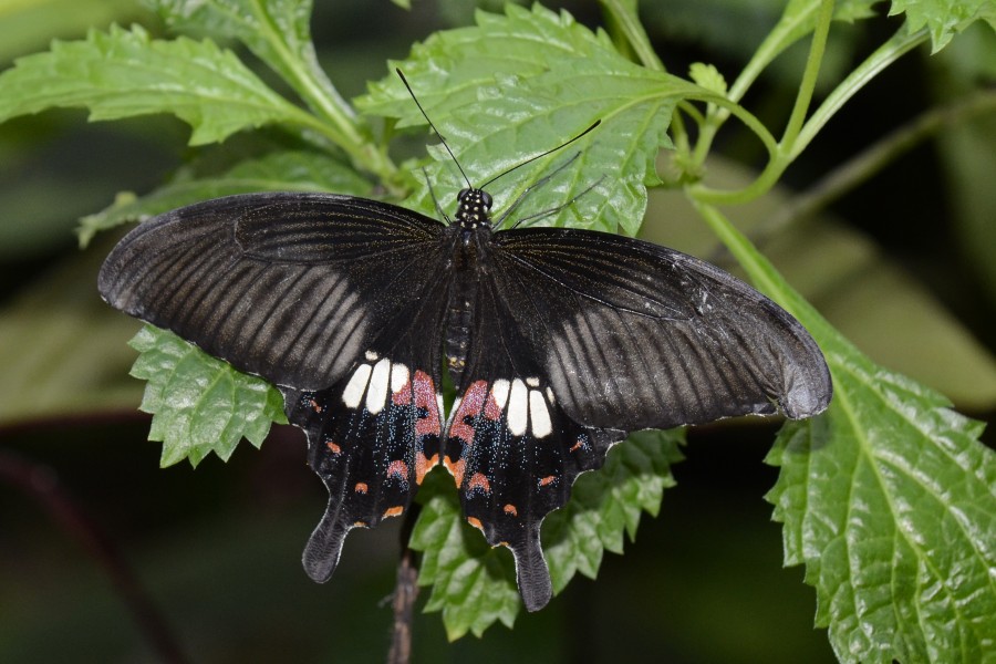 Black wings (6911743572)