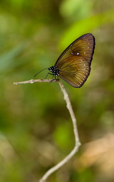 Blue King Crow-Karawani-DSC 5905