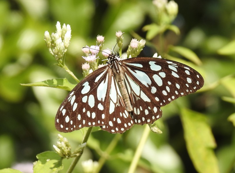 Blue Tiger Tirumala limniace by Dr Raju Kasambe (1)
