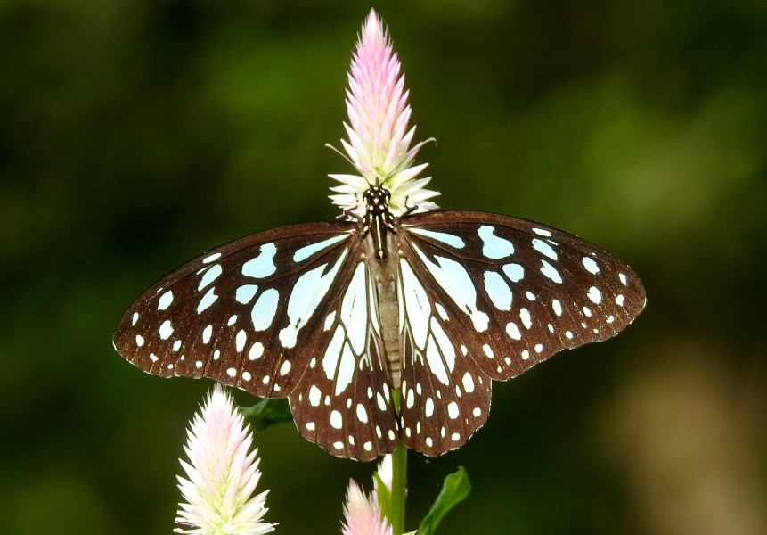 Blue Tiger Tirumala limniace UP by Dr Raju Kasambe (2)