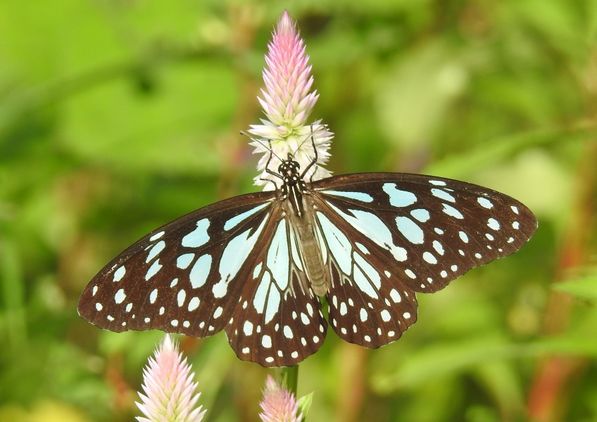Blue Tiger Tirumala limniace UP by Dr Raju Kasambe (3)