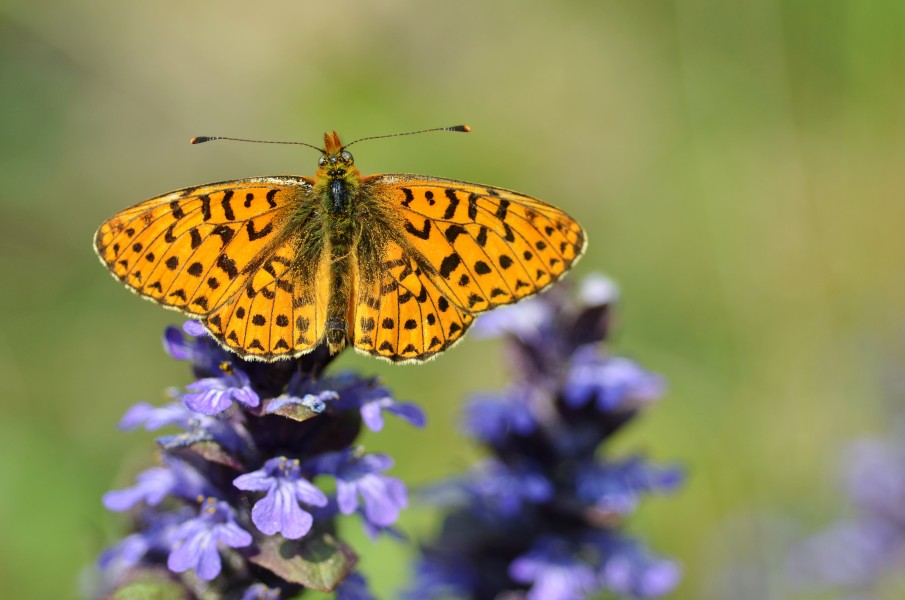 Boloria euphrosyne (5697524720)