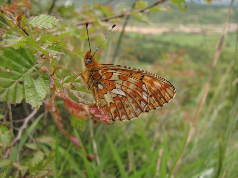 Boloria euphrosyne (Linnaeus, 1758)