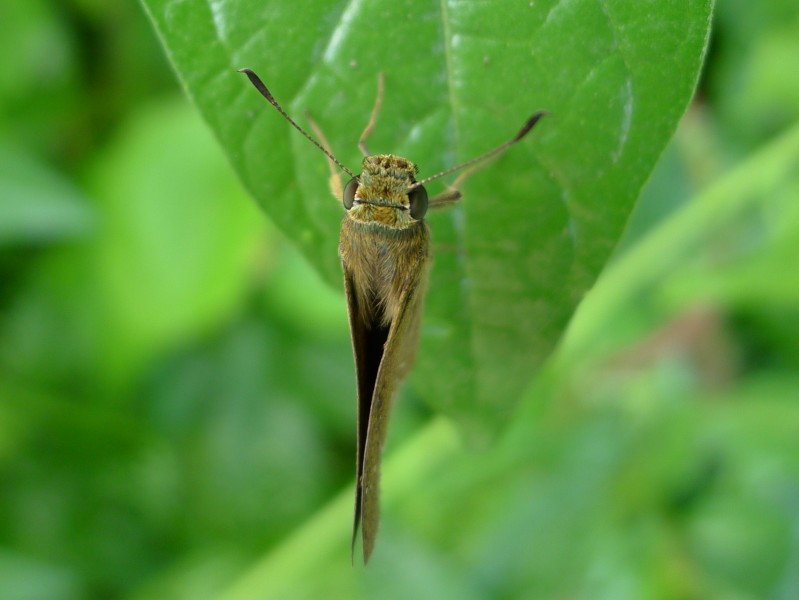 Borbo cinnara 3