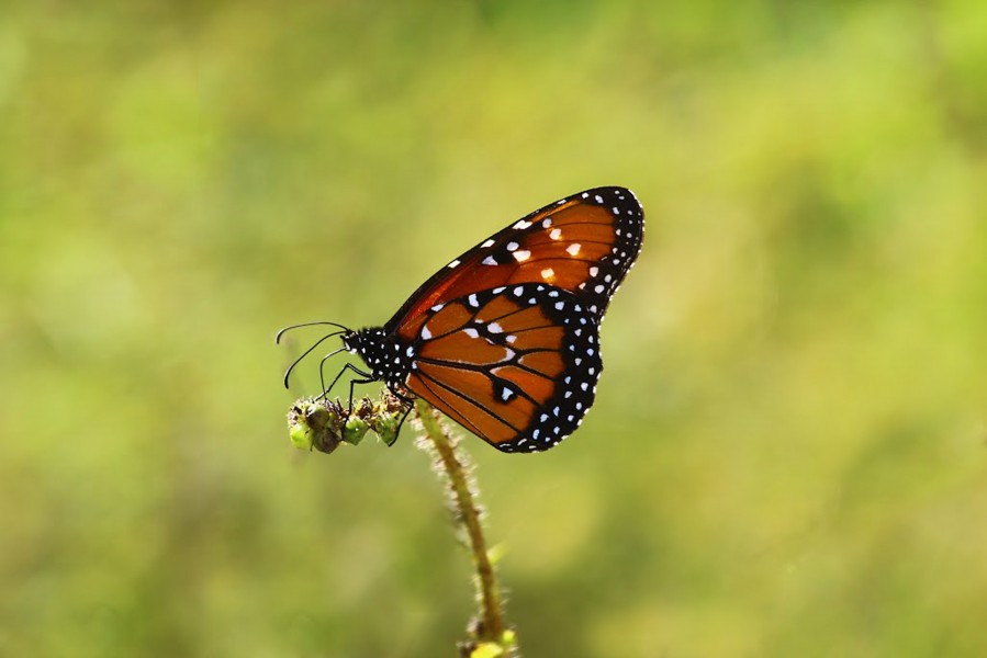 Borboleta Rainha