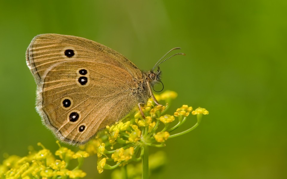 Brauner Waldvogel Aphantopus hyperantus