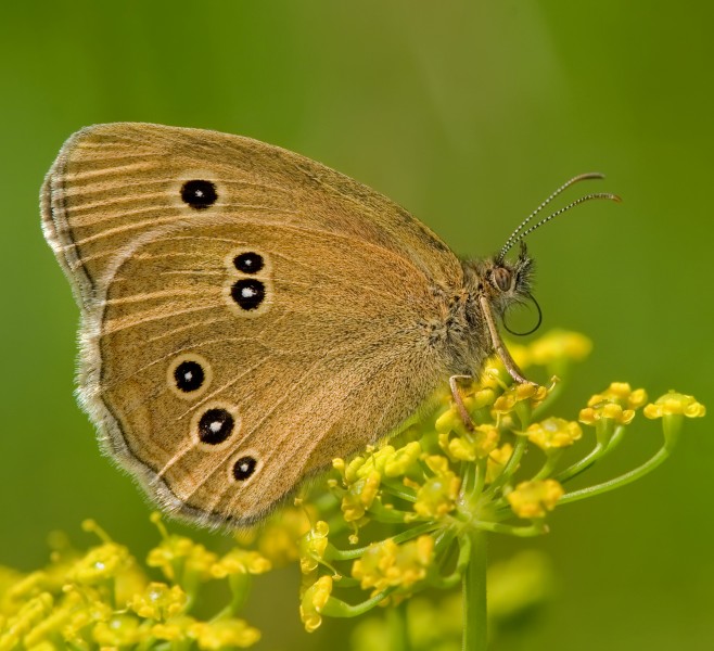 Brauner Waldvogel Aphantopus hyperantus quadrat