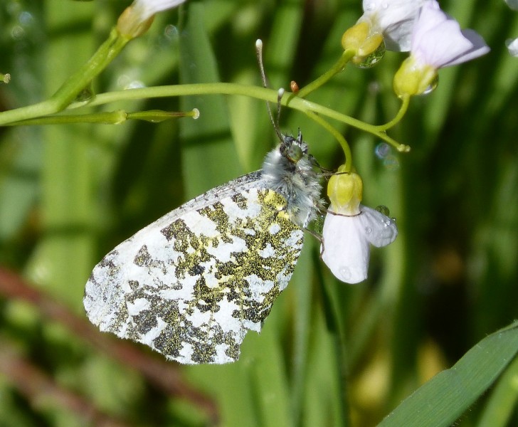 Braving the rain...Orange Tip. Anthocharis cardamines - Flickr - gailhampshire