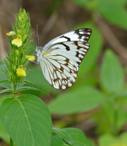 Brown-veined White (Belenois aurota) on Yellow Justicia (Justicia flava) (17148045737)