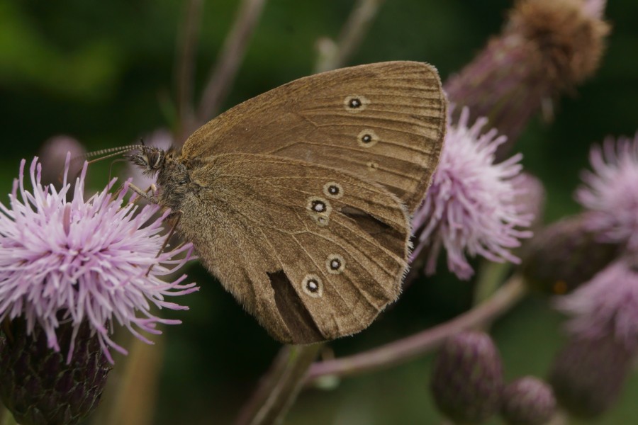 Brown Butterfly (02)