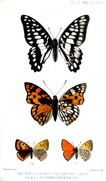 Butterflies1Purkiss1887