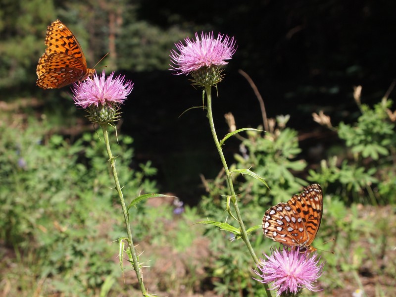 Butterflies (5416224153)