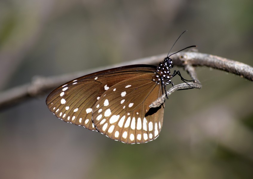 Butterfly-Common crow