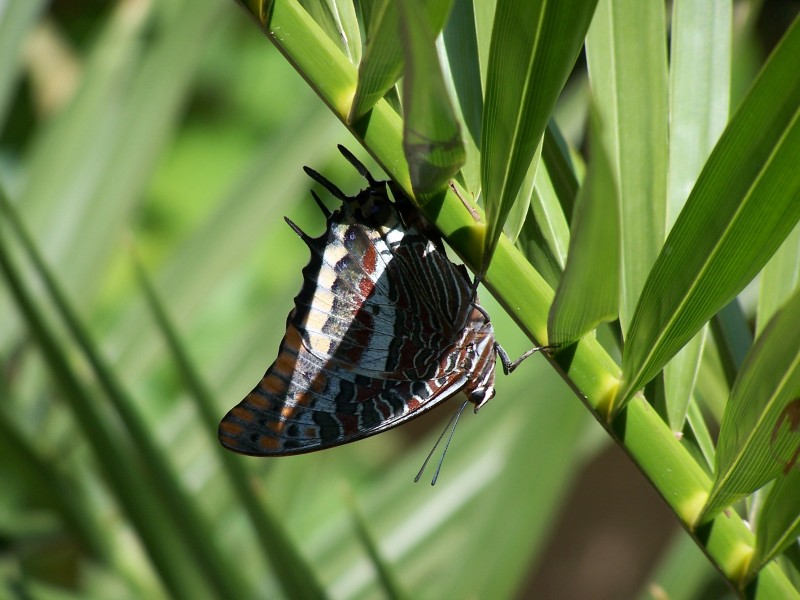 Butterfly 002