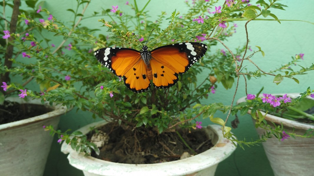 Butterfly 20161021 095453