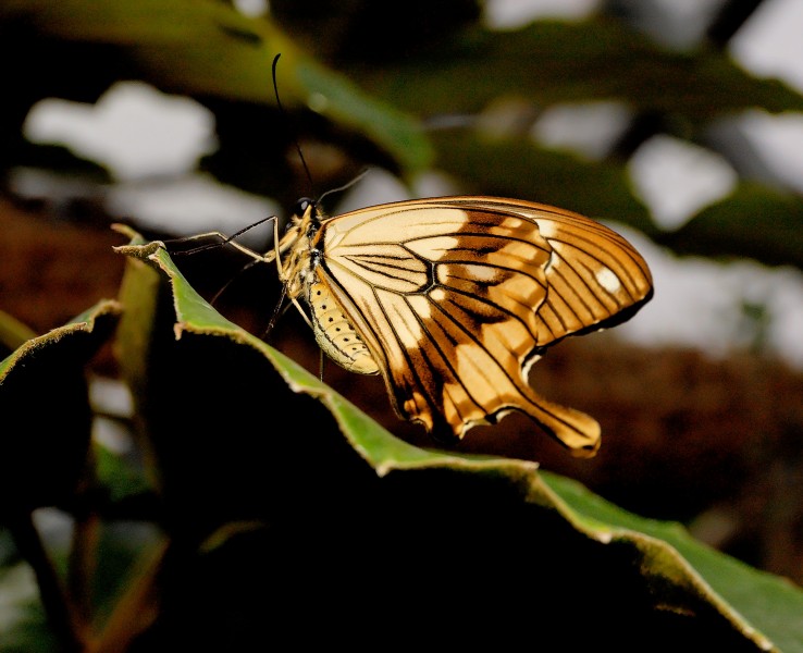 Butterfly 8719