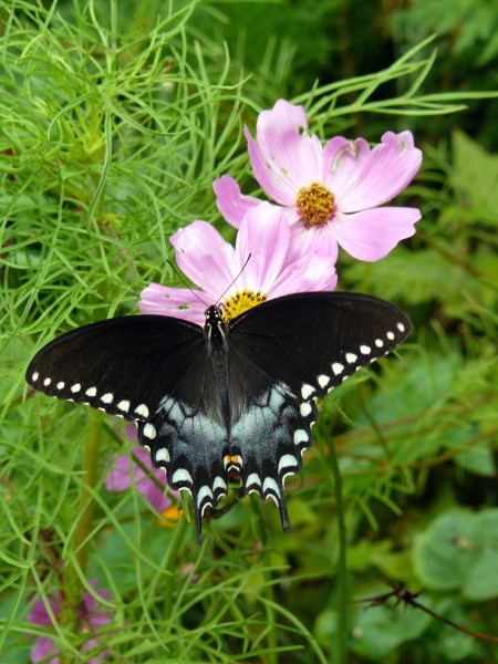 Butterfly 'Eyes'