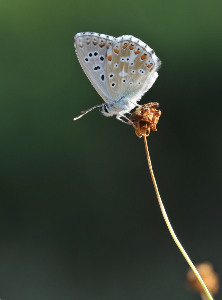 Butterfly Adonis Blue - Polyommatus bellargus