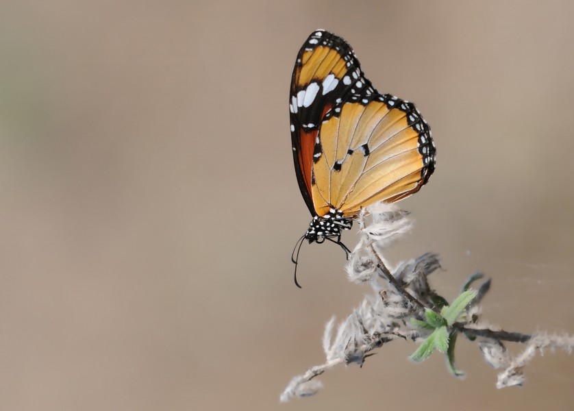 Butterfly African Queen - Danaus chrysippus