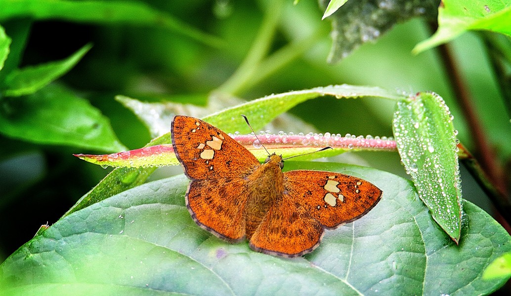 Butterfly and the dew drops