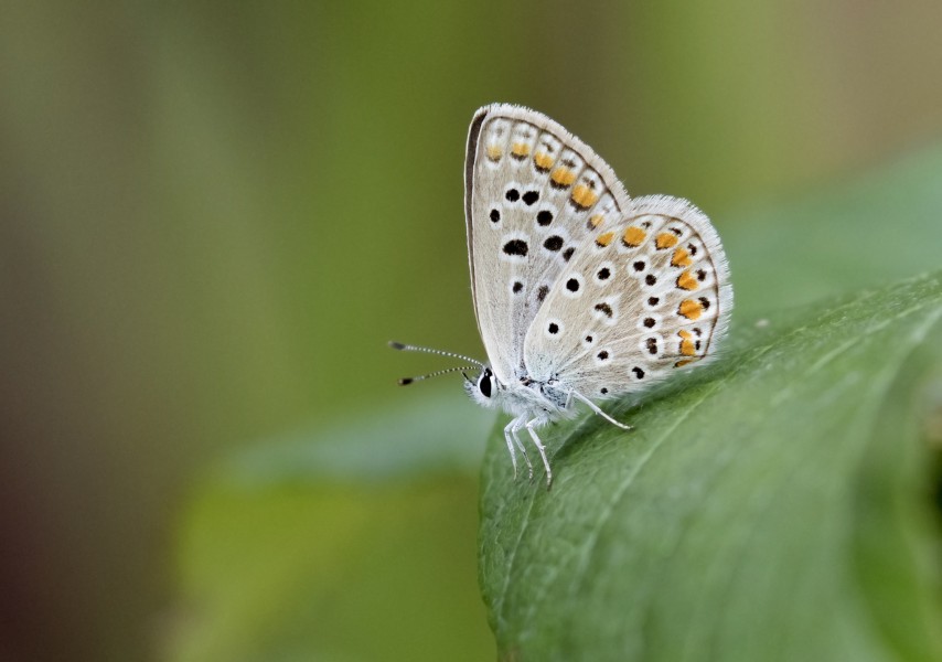 Butterfly Common blue - Polyommatus icarus 11