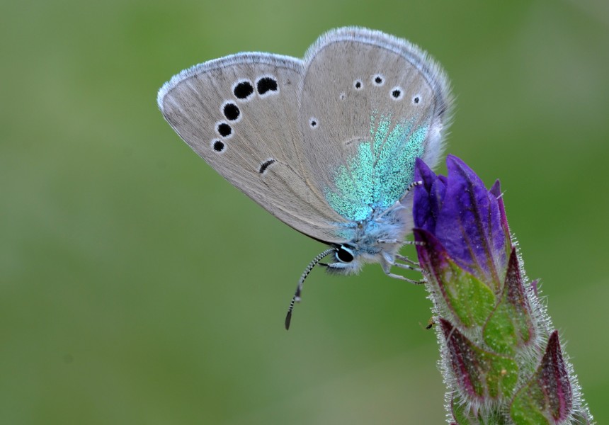 Butterfly Green-underside Blue - Glaucopsyche alexis 3