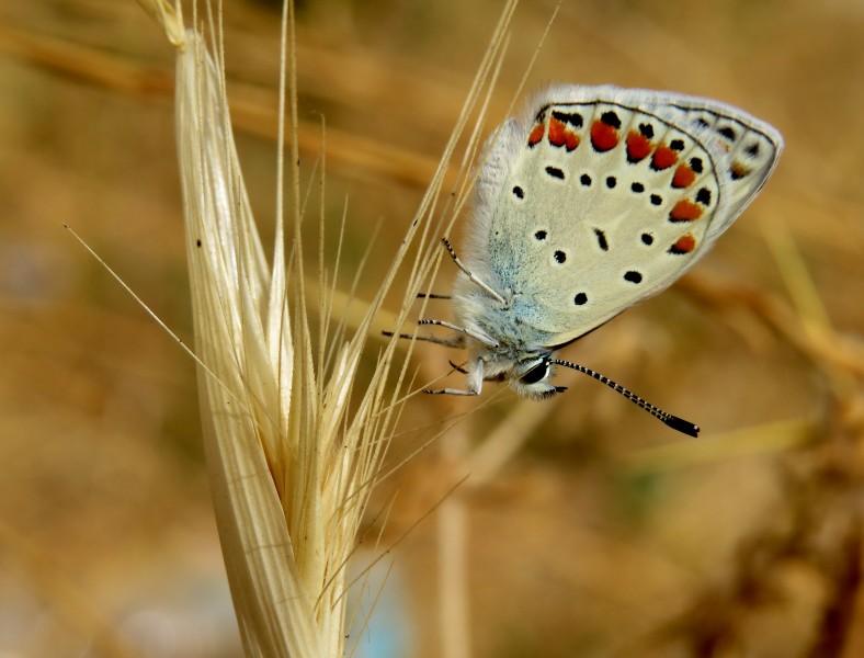 Butterfly IMG 9658