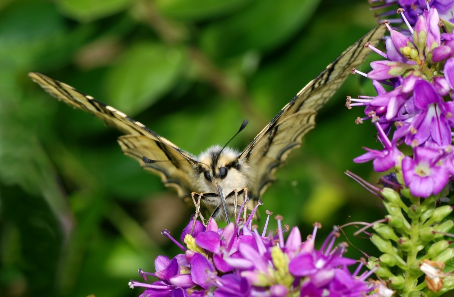 Butterfly June 2008-3a
