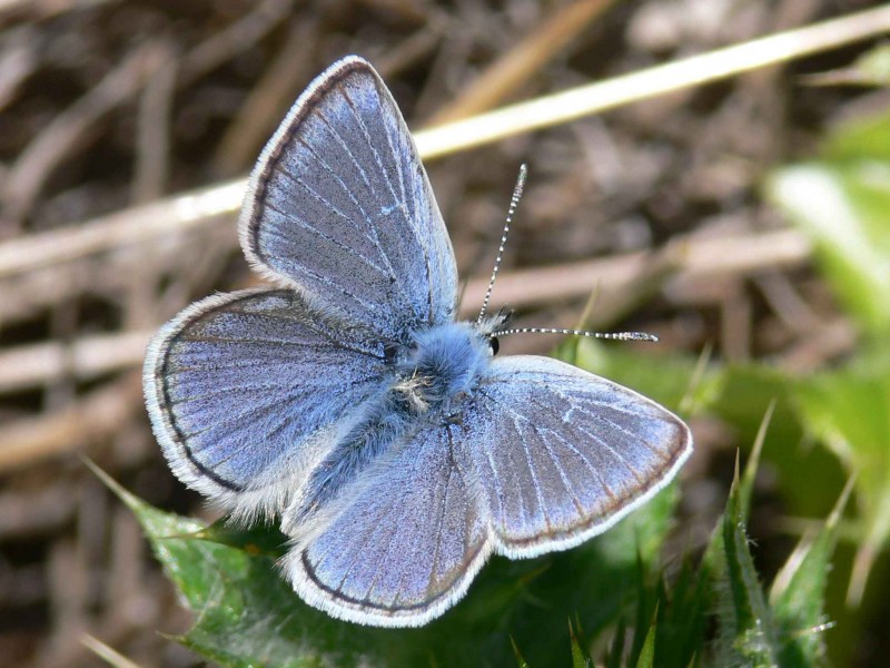 Butterfly macro photo
