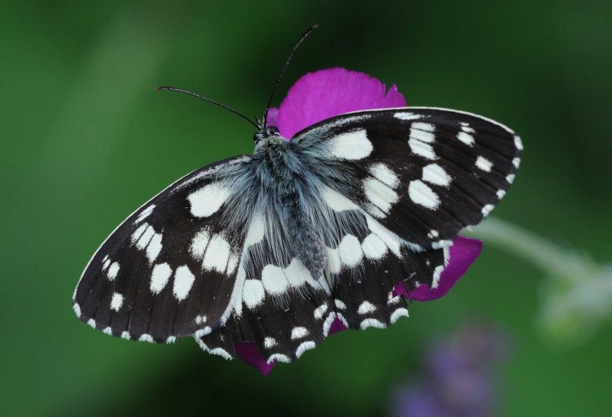 Butterfly Marbled White - Melanargia galathea
