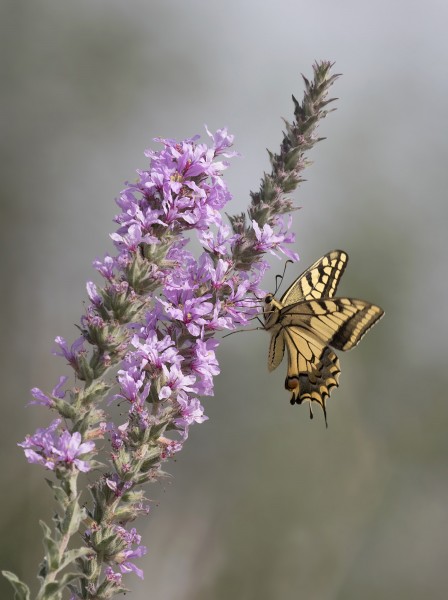 Butterfly Swallowtail - Papilio machaon 03