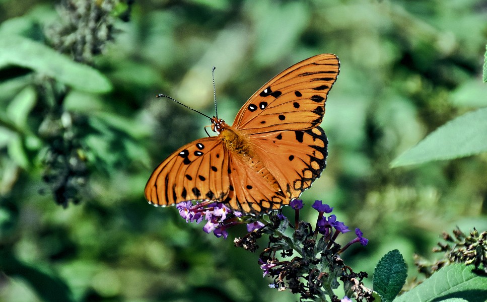 Butterfly X9