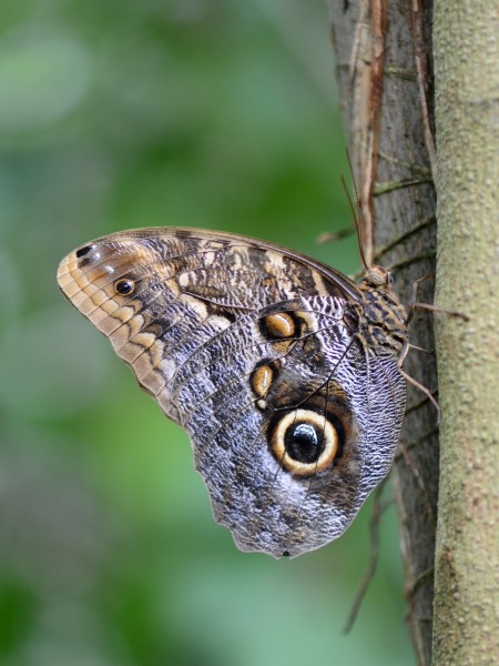 Caligo eurilochus, Gewöhnlicher Bananenfalter