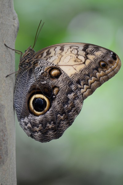 Caligo memnon, Dicke Banane