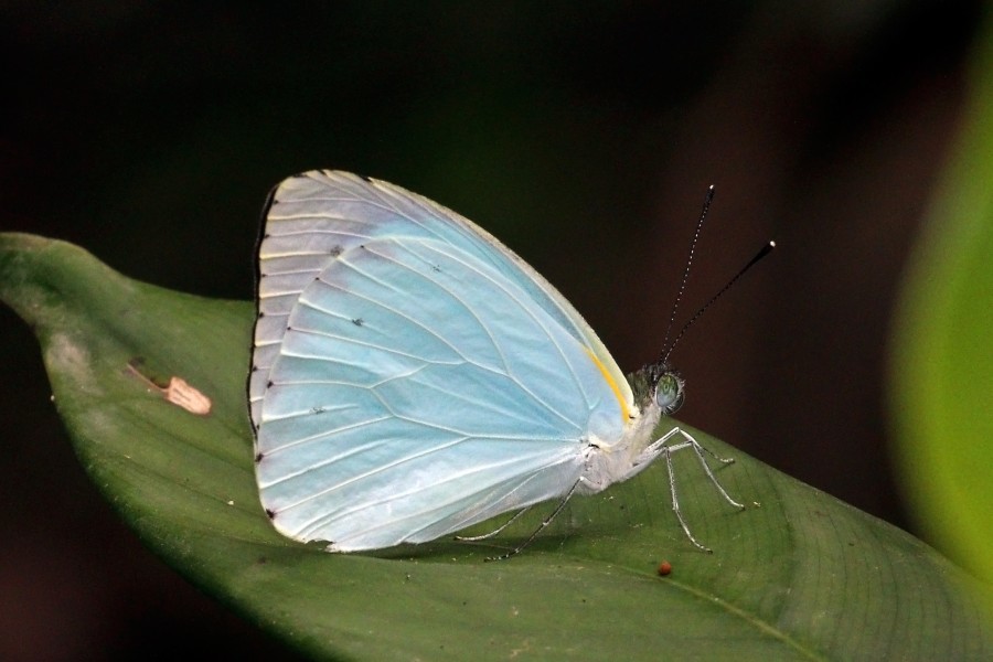 Cambridge vagrant (Nepheronia thalassina thalassina) male