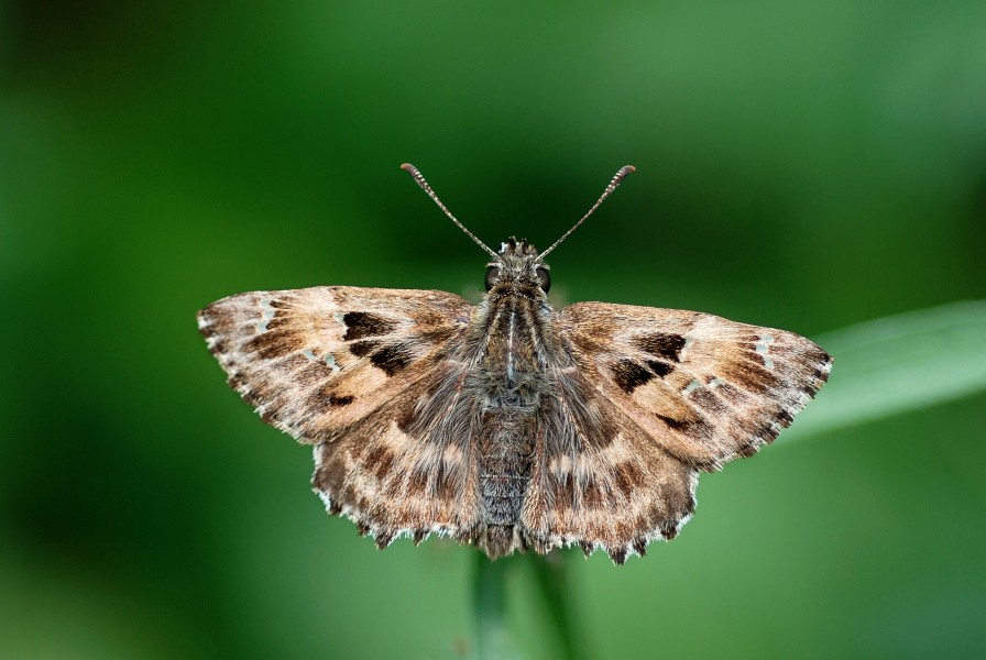 Carcharodus alceae