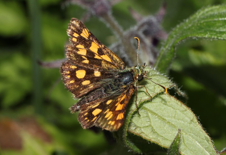 Carterocephalus-palaemon-dickkopf