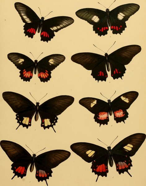 Catalogue of lepidopterous insects in the collection of the British Museum (1852) (14579052208)