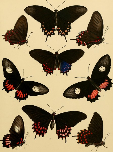 Catalogue of lepidopterous insects in the collection of the British Museum (1852) (14579057078)