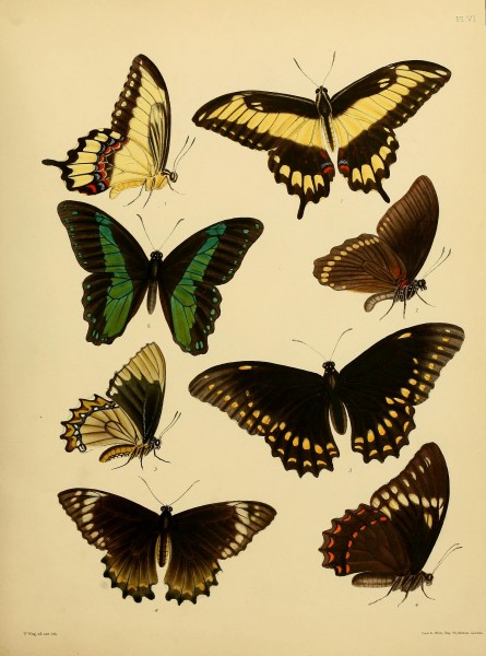 Catalogue of lepidopterous insects in the collection of the British Museum (Plate VI) BHL32540107